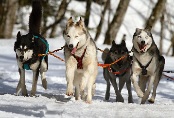 Dog sledding tour to Lava ravine