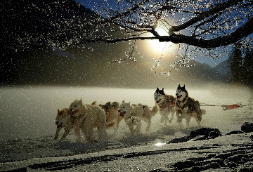 Dog sledding tour to the Pacific coast