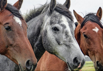 Horse-riding excursion through "The Dead Forest"