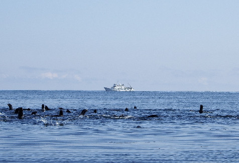 Expedition tour to the Kommander islands