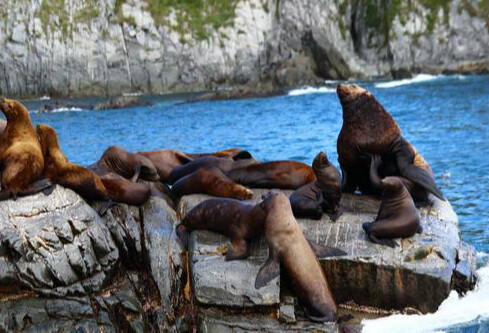 Sea cruise to the Russkaya Bay with sea fishing